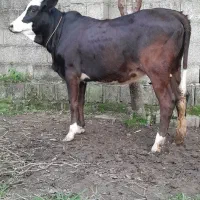 لیشه چالوسی گوساله گاو