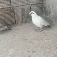 صید ابلغ و سینه و طوقی