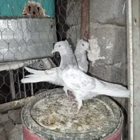 کبوتر