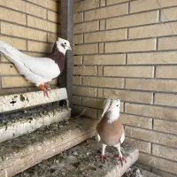 کفتر طوقی|پرنده|شیراز, شریف‌آباد|دیوار