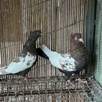 کفتر کبوتر رنگی|پرنده|شیراز, شهرک گلستان|دیوار