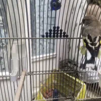 سهره کرمانی ماده آماده|پرنده|برخوار, |دیوار