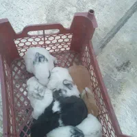 فروش خرگوش|موش و خرگوش|پاکدشت, شهرک انقلاب|دیوار