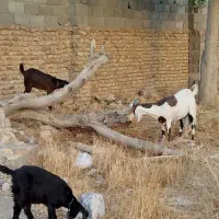 فروش فروی5دانه بز