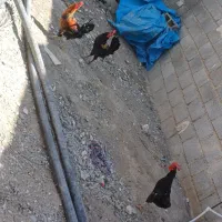 خروس|حیوانات مزرعه|بردخون, |دیوار