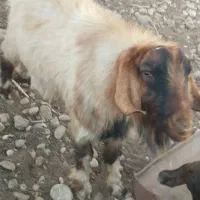 قوچ.چپش.میش فروشی|حیوانات مزرعه|پاتاوه, |دیوار