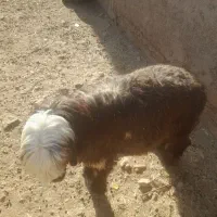 بره