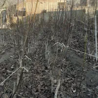 نهال گردو پیوندی وبادام|خدمات باغبانی و درختکاری|عجب شیر, |دیوار