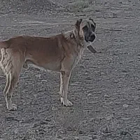 واگذاری سگ|سگ|یزد, |دیوار