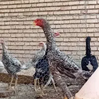 جوجه اوشامو