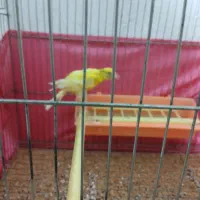 قناری ماده قزیب|پرنده|اردبیل, |دیوار