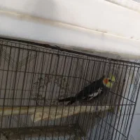 طوطی عروس|پرنده|ملارد, |دیوار