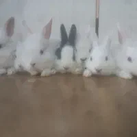 خرگوش بفروش میرسد