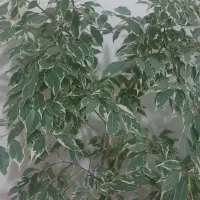 گل زاموفیلیا