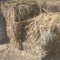 علف خشک ماش خشک شده