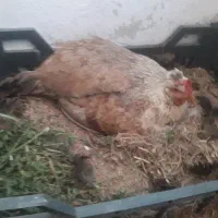 مرغ کرک ۱عدد