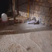 کفتر|پرنده|اردکان, |دیوار