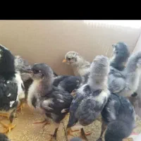 جوجه گلین اصل