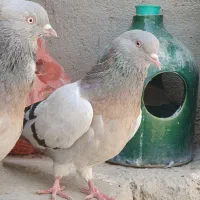 اصفهانی،تهرانی ،دمگیردرجه یک عتیقه|پرنده|اصفهان, شاهزاده ابراهیم|دیوار
