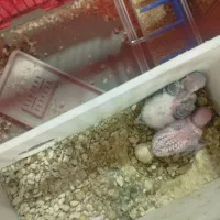 مرغ عشق|پرنده|شوشتر, |دیوار