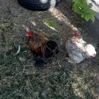 مرغ وخروس گوشین پامتا