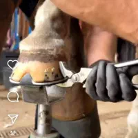 نعلبندی حرفه ای در اسرع وقت