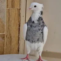 طوقی کبوتر طوقی|پرنده|شاهین‌شهر, نظامی|دیوار