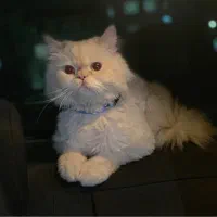 پرشین نر سفید، آروم و مهربون