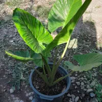 باباادم ۲۰۰تومنی و گل های حیاطی