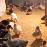 سبوس برنج برا حیوانات