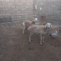 کاوورچینی|حیوانات مزرعه|تربت جام, معدآباد|دیوار