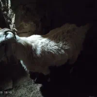 بز پاکستانی