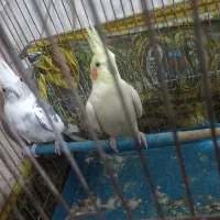 طوطی عروس|پرنده|محمدیه-قزوین, |دیوار