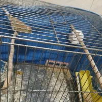 قناری ماده آماده سالم