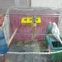 مرغ عشق سالم نر و ماده