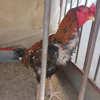 خروس لاری نسل استاد اتشبار