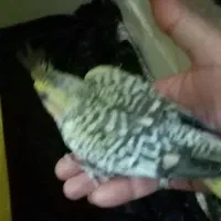 جوجه عروس هلندی