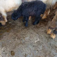 بره ماده|حیوانات مزرعه|مسجد سلیمان, |دیوار