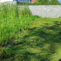 علف زنی|خدمات باغبانی و درختکاری|کوچصفهان, |دیوار