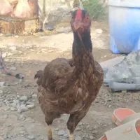 بوقلمون ماده دو عدد در حال تخم  قیمت هر دو  ۳۱۵۰|حیوانات مزرعه|ایرانشهر, |دیوار