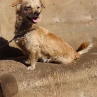 سگ اشپیتز|سگ|شاهینشهر, فردوسی|دیوار