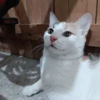 گربه
