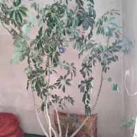 گل‌ برگ پرتقالی بسیار گل عالید