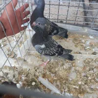 پلاکی، طوقی