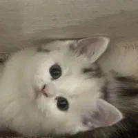 گربه بریتیش اصیل خانگی|گربه|شیراز, معالیآباد|دیوار