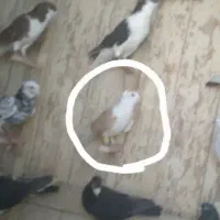 کبوتر