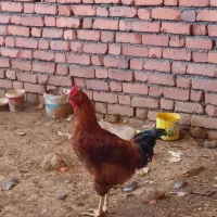 فروش خروس سرحال|حیوانات مزرعه|مریوان, |دیوار