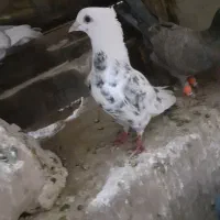 کله سفید و کل دم سبز نر