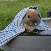 خرگوش دستی / خانگی