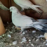 یک جفت  کبوتر سفید چش و نوک سفید